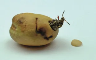 Légumineuses: trier et vite traiter les lots de graines bruchées