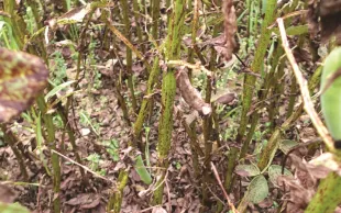 Identifier et prévenir le botrytis sur féverole d'hiver