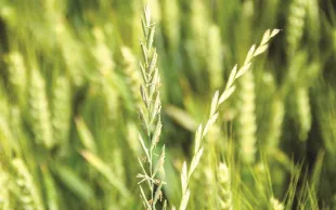 Lutter contre chardons, rumex, liserons et chiendent sans glyphosate