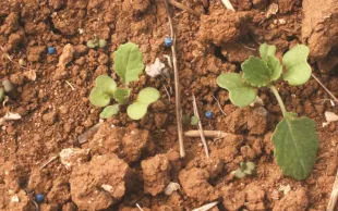 Limaces : une préoccupation récurrente en extension.