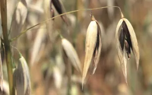 Evaluation 2019 des variétés d'avoines par Arvalis et le GEVES