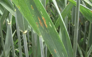 Des stratégies pour se passer du premier fongicide sur blé tendre.