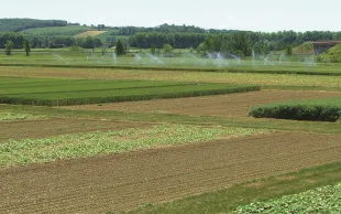 Des systèmes Ecophyto diminuant les adventices en blé dur-tournesol