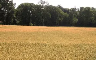 Blé tendre: tolérance à un stress thermique postfloraison