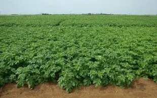 De la réception au traitement des plants de pomme de terre : que faire ?