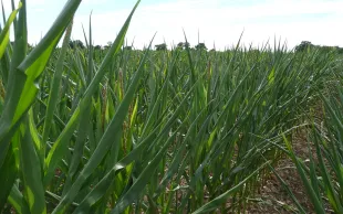 Comment les stress hydriques et thermiques bouleversent les plantes ?