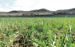 Blés en agriculture de conservation sur l’essai d’Oraison.