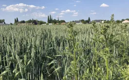 Comment désherber et lutter contre le chardon des champs ? 