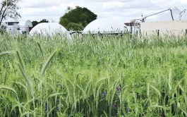 Les CIVE composent en moyenne aujourd’hui 13% de la ration des méthaniseurs et ce taux continue de progresser.