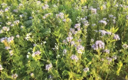 L’allongement de la présence au champ des couverts d’interculture longue permet d’augmenter la production de biomasse.