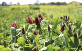 Le rendement en première coupe précoce et/ou la valeur alimentaire de la vesce velue et du trèfle incarnat récoltés en pur comme en association se montrent satisfaisants. Et le trèfle de Micheli est prometteur.