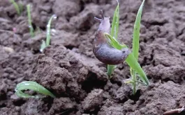 Sur blé, le stade critique commence dès la germination jusqu’au stade « 3-4 feuilles ». Le grain de blé à peine germé est particulièrement sensible aux attaques.