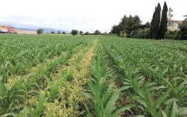 Les essais d’Oraison ont évalué notamment les performances du maïs grain conduit en ACS