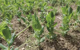 L’objectif des tableaux de bord est de mieux accompagner l’observation et le diagnostic afin d’améliorer les pratiques et les choix agronomiques pour rendre les protéagineux plus résilients face aux aléas.