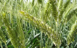 26 % des surfaces de triticale sont cultivées en mélanges