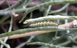 Ces travaux d’INRAE changent l‘idée longtemps admise que la spore est l’unique forme de survie à long terme de Bacillus thuringiensis, une bactérie couramment utilisée comme bio-insecticide sur les crucifères.