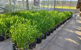 L’essai d’hybridation entre la variété australienne Wagaan et cinq variétés françaises a été réalisé dans les serres de la station ARVALIS de Montardon (64).