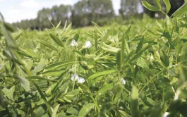 Terres Inovia, l’Icarda et trois sélectionneurs mutualisent leurs moyens pour élaborer de nouvelles variétés de lentilles et pois chiche.