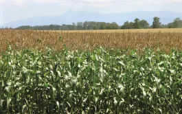 Tous les projets améliorent encore le bilan carbone de la ferme-type, déjà stockeuse nette de carbone, et génèrent donc des crédits carbone. CULTURES FAIBLE N et CIVE&DIGESTAT voient leur marge nette augmenter.