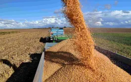 Les rendements en maïs grain (hors maïs semences) atteindraient 101 q/ha en moyenne