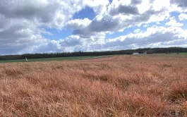 La proposition d'homologuer le glyphosate jusque fin 2033 n'a pas trouvé de majorité