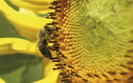 Le tournesol fournit une nourriture abondante en été aux pollinisateurs et aux insectes auxiliaires des cultures.