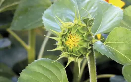 Un peuplement homogène de 5 à 7 pieds par m² est l’un des états clés favorables à l’obtention d’un tournesol robuste.