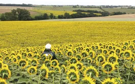 95% des variétés sont peu ou très peu sensibles au phomopsis.