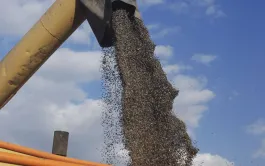 Le marché du tournesol subit l’influence combinée des marchés des huiles de palme, de soja et de colza, des marchés des tourteaux de soja et de colza, et indirectement du marché du pétrole (via le biogazole).