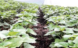 Fondamentaux techniques pour réussir le tournesol