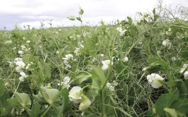 L’indice de nutrition azotée des pois a été suivi dans 152 parcelles d’agriculteurs afin de déterminer les facteurs qui limitent précocement le potentiel de rendement de cette culture.