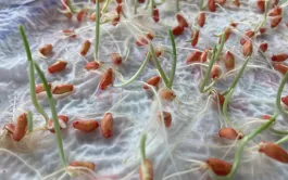 il suffit de 5 à 6 jours pour réaliser un test de germination