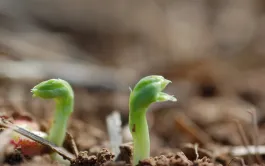 Dépasser la date limite de semis peut compromettre la réussite de la culture de protéagineux d’hiver