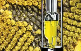 Le principal débouché du tournesol est son huile. Très appréciée des ménages en raison de sa saveur neutre, de ses qualités nutritionnelles et de sa disponibilité à un coût relativement abordable, elle l’est aussi par l’industrie, notamment pour sa résistance aux fortes températures.