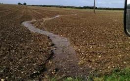 L'excès d'eau affecte les céréales au stade germination et jusqu'à 3 feuilles 