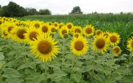 Le principal débouché du tournesol est son huile. Très appréciée des ménages en raison de sa saveur neutre, de ses qualités nutritionnelles et de sa disponibilité à un coût relativement abordable, elle l’est aussi par l’industrie, notamment pour sa résistance aux fortes températures.