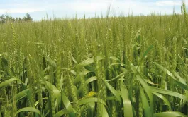 De plus en plus de pays autorisent l’importation de farine de blé HB4, blé OGM rendu résistant à la sécheresse et au glufosinate d’ammonium.