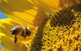 Les services fournis par la biodiversité agricole ne sont  en général pas anecdotiques