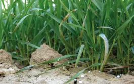 Les sols ayant été fortement lessivés presque partout en France, faire évaluer en laboratoire les reliquats d’azote en sortie d’hiver permettra d’estimer au plus juste la dose totale d’azote à apporter au blé : sans dépense inutile, mais aussi sans risquer une carence.