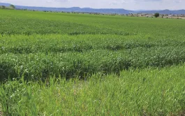 Dans les parcelles en ACS, la présence de résidus en surface peut retarder la minéralisation de l’azote du sol.