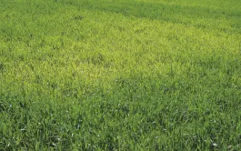 Comme la carence en azote, une carence en soufre en céréales à paille se traduit par des taches irrégulières vert pâle à jaune, mais ici ce sont les jeunes feuilles qui sont touchées.