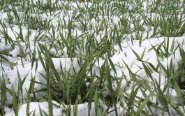 L’assurance récolte multirisque climatique couvre les pertes causés par 17 aléas : sécheresse, excès de température, coup de chaleur, coup de soleil, températures basses, manque de rayonnement solaire, coup de froid, gel, excès d’eau, pluies violentes, pluies torrentielles, humidité excessive, grêle, poids de la neige ou du givre, tempête, tourbillon, vent de sable. En parallèle, il existe toujours des contrats spécifiques grêle.