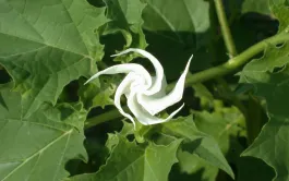 Datura : 10 idées reçues sur ce fléau des cultures