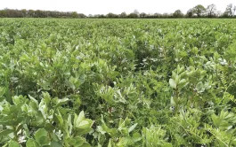 Les méteils ensilés riches en protéagineux récoltés immatures présentent une bonne valeur nutritive pour les bovins à forts besoins.