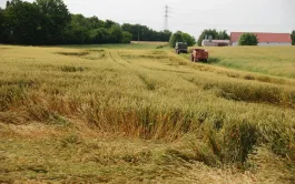 Parcelle de blé tendre versée