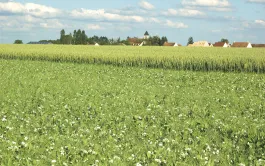 La mise en place de couverts végétaux a, comme les autres pratiques agroécologiques étudiées, peu d’impact sur les charges de l’exploitation.