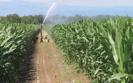 La ferme étudiée dans ces projets de transition « bas carbone » se situe en Alsace. On y produit avant tout du maïs (irrigué), et dans une moindre mesure du blé et du soja (irrigué).