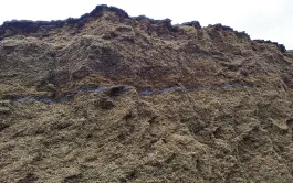 Sans bâche, les horizons supérieurs de l’ensilage sont dégradés par les éléments naturels et noircissent. Mais si les durées de stockage ne dépassent pas six mois, les pertes sont moins coûteuses que le bâchage, selon les calculs d’Enebio.  