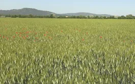 Le projet BIODUR-PACA s’appuie, entre autres, sur un observatoire de mesures dans des parcelles de blé dur bio cultivées par des agriculteurs. 