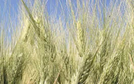 Si 2023 n’avait vu qu’une seule inscription, Rocaillou, ce sont quatre nouveautés qui s’ajoutent cette année au Catalogue français des variétés de blé dur.